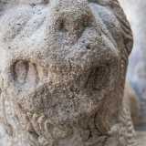 All�interno delle fauci, spalancate, la dentatura � costituita da grosse zanne chiuse a forbice